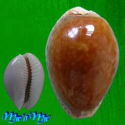 Cypraea acicularis marcuscoltroi (Petuch, 2015)