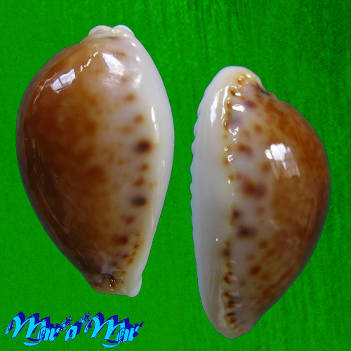 Cypraea acicularis marcuscoltroi (Petuch, 2015) - Imagem 2
