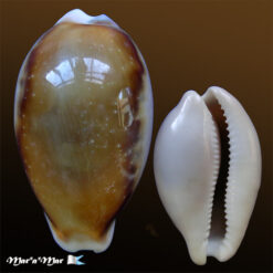 Cypraea (Neobernaya) spadicea Swainson, 1823