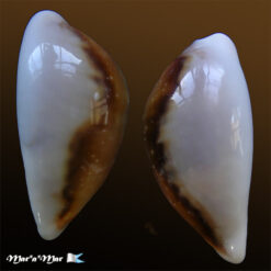 Cypraea (Neobernaya) spadicea Swainson, 1823 - Imagem 2