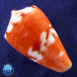 Conus mauricioi Coltro, 2004