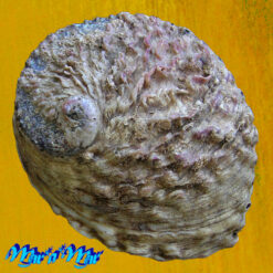 Haliotis rubra rubra Leach, 1814