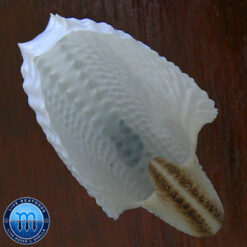Argonauta nodosa Lightfoot,1786 - Image 2