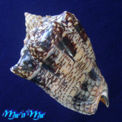 Voluta ebraea Linnaeus, 1758 - Imagem 3