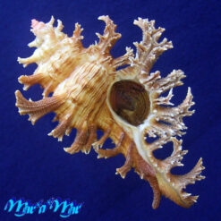 Chicoreus spectrum (Reeve, 1846)
