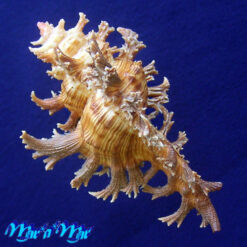 Chicoreus spectrum (Reeve, 1846) - Imagem 4
