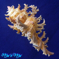 Chicoreus spectrum (Reeve, 1846) - Imagem 3