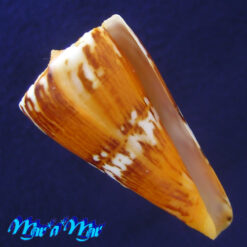 Conus riosi Petuch, 1986
