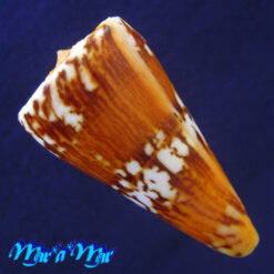 Conus riosi Petuch, 1986 - Imagem 4