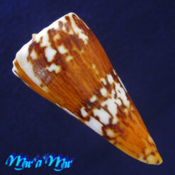 Conus riosi Petuch, 1986 - Imagem 3