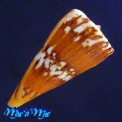 Conus riosi Petuch, 1986 - Imagem 2