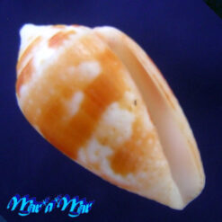 Conus selenae Van Mol & T. K., 1967
