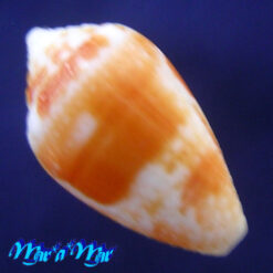 Conus selenae Van Mol & T. K., 1967 - Imagem 2