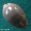 Cypraea (Luria) cinerea brasiliensis Lorenz & Hubert, 1993