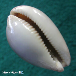 Cypraea (Luria) cinerea brasiliensis Lorenz & Hubert, 1993 - Imagem 4