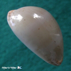 Cypraea (Luria) cinerea brasiliensis Lorenz & Hubert, 1993 - Imagem 3