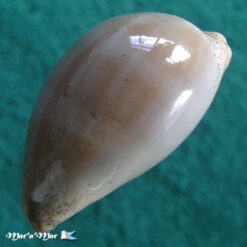 Alternative view of Cypraea (Luria) cinerea brasiliensis Lorenz & Hubert, 1993