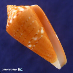 Conus (Lamniconus) petestimpsoni (Petuch & Berschauer, 2016)