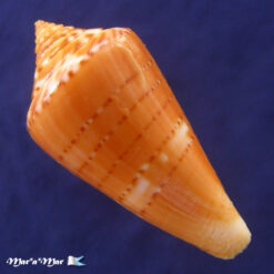 Conus (Lamniconus) petestimpsoni (Petuch & Berschauer, 2016) - Imagem 3