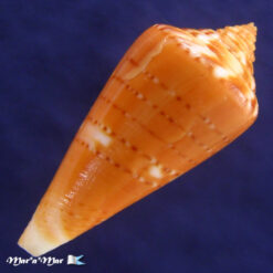 Conus (Lamniconus) petestimpsoni (Petuch & Berschauer, 2016) - Imagem 2