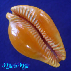 Cypraea (Propustularia) surinamensis aubryana ( Perry, 1811) - Image 4