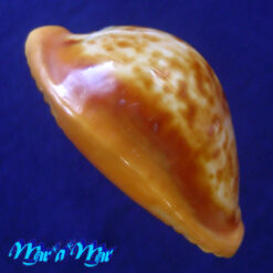 Cypraea (Propustularia) surinamensis aubryana ( Perry, 1811) - Image 3