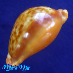 Cypraea (Propustularia) surinamensis aubryana ( Perry, 1811)