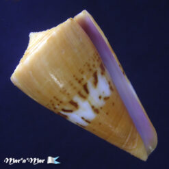 Conus worki Petuch, 1998