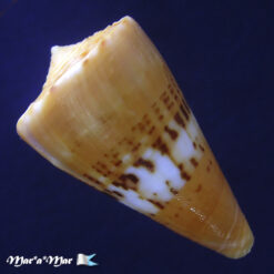 Conus worki Petuch, 1998 - Image 2