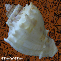 Melongena corona (Gmelin, 1791) - Imagem 3