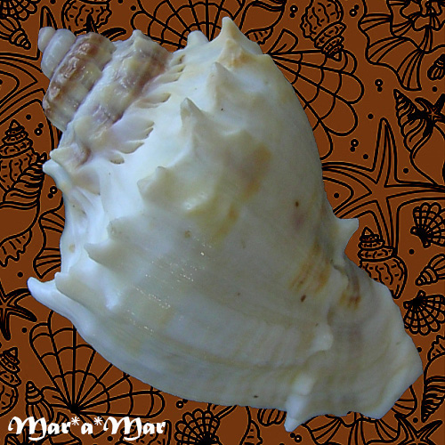 Melongena corona (Gmelin, 1791) - Imagem 3