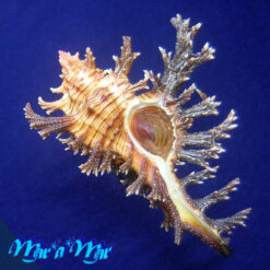 Chicoreus spectrum (Reeve, 1846)