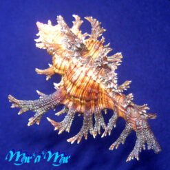 Chicoreus spectrum (Reeve, 1846) - Imagem 4