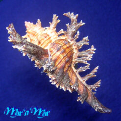 Chicoreus spectrum (Reeve, 1846) - Imagem 3