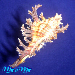 Chicoreus spectrum (Reeve, 1846) - Imagem 2