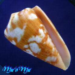 Conus neobrasiliensis (A. Monteiro, Crabos & D. Monteiro, 2025)