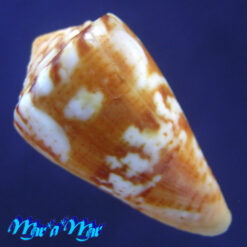 Conus neobrasiliensis (A. Monteiro, Crabos & D. Monteiro, 2025) - Imagem 2