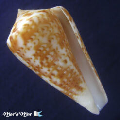 Conus clenchi Martens, 1943