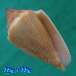 Conus (Conasprella) simonei (Petuch & Myers, 2014)