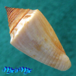 Conus (Conasprella) simonei (Petuch & Myers, 2014) - Imagem 3