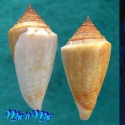 Conus (Conasprella) simonei (Petuch & Myers, 2014) - Imagem 2