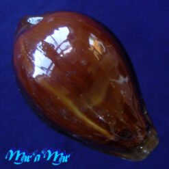 Cypraea (Erronea) adusta Lamarcki, 1810