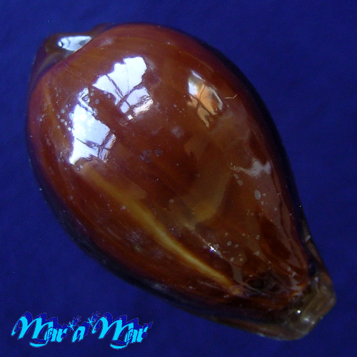 Cypraea (Erronea) adusta Lamarcki, 1810