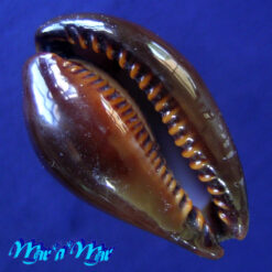 Cypraea (Erronea) adusta Lamarcki, 1810 - Imagem 4