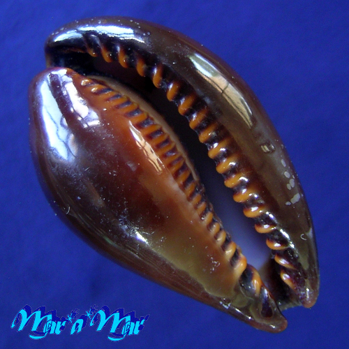Cypraea (Erronea) adusta Lamarcki, 1810 - Imagem 4