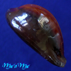 Cypraea (Erronea) adusta Lamarcki, 1810 - Imagem 3