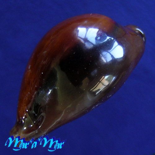 Cypraea (Erronea) adusta Lamarcki, 1810 - Imagem 2