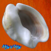 Olivancillaria vesica auricularia (Lamarck, 1810)