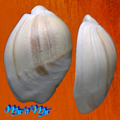 Olivancillaria vesica auricularia (Lamarck, 1810) - Imagem 2
