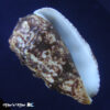 Morum tuberculosum Reeve, 1842